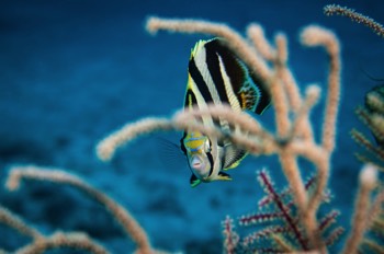  Banded Butterflyfish 