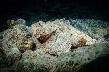  Spotted Scorpionfish 