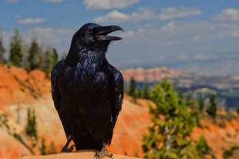  Raven, Bryce Canyon 