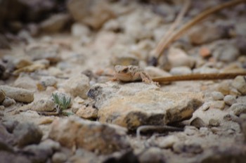  Mountain Short Horned Lizard, Bryce Canyon 