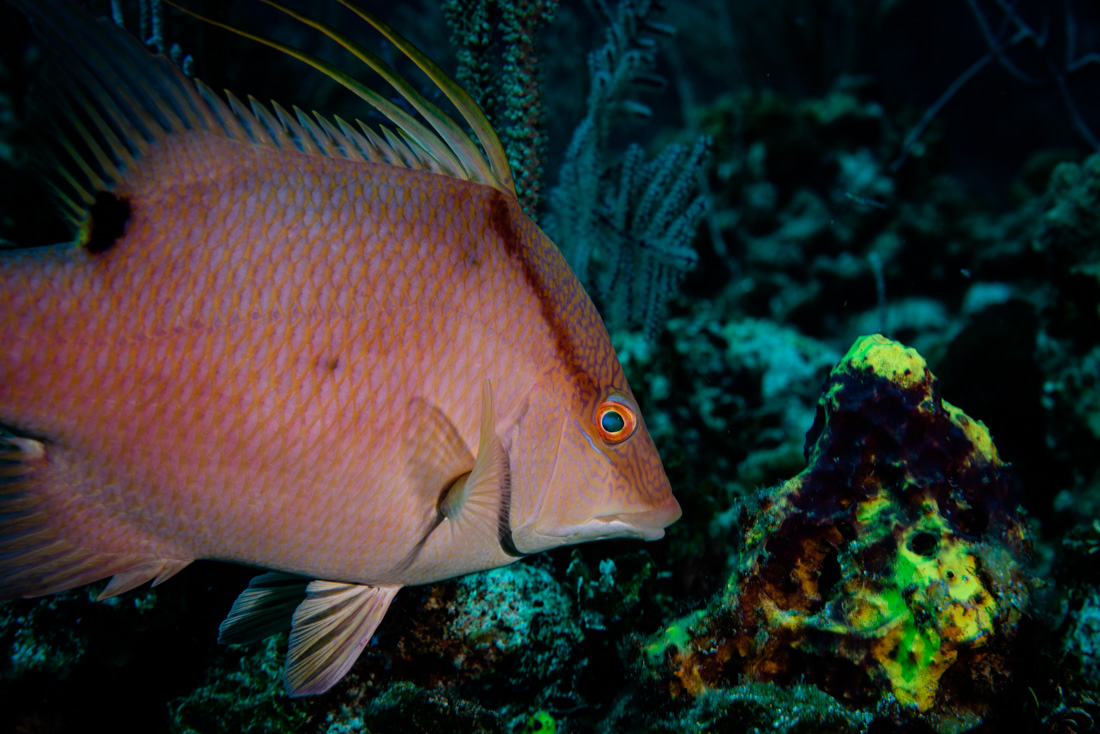  Hogfish 
