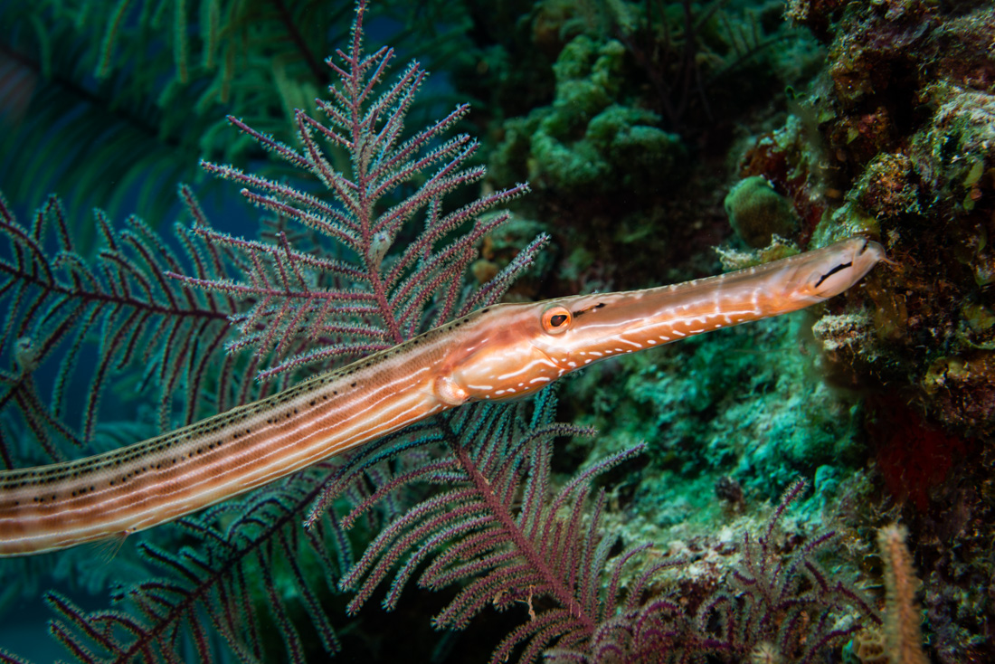  Trumpetfish 