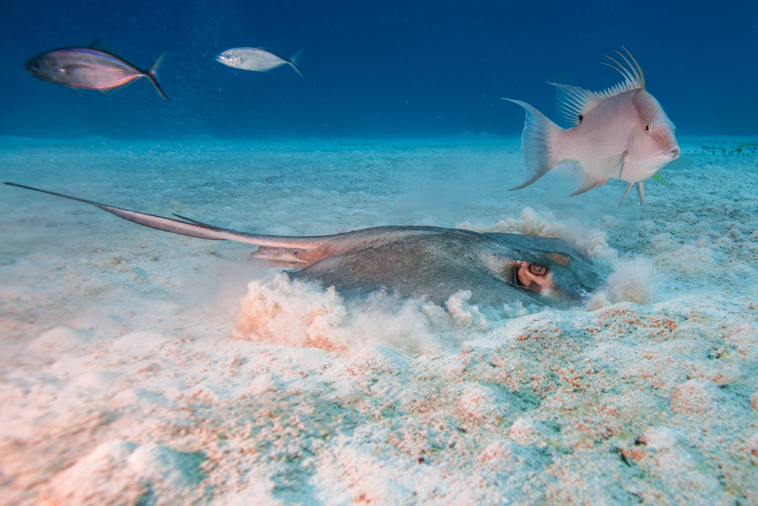  Caribbean Whiptail Stingray 