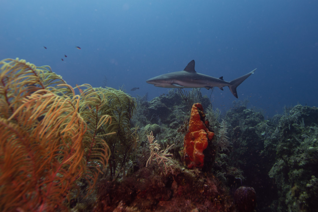  Caribbean Reef Shark 
