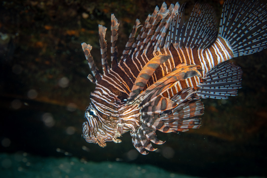  Lionfish 