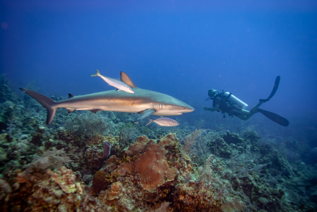  Caribbean Reef Shark 