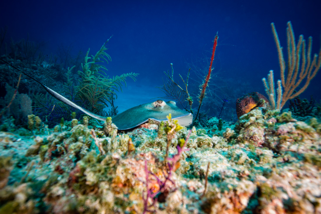  Caribbean Whiptail Stingray 