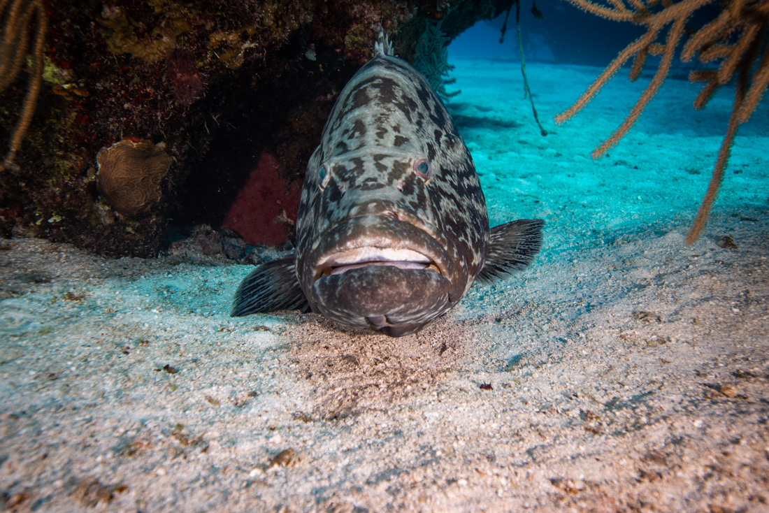  Goliath Grouper 