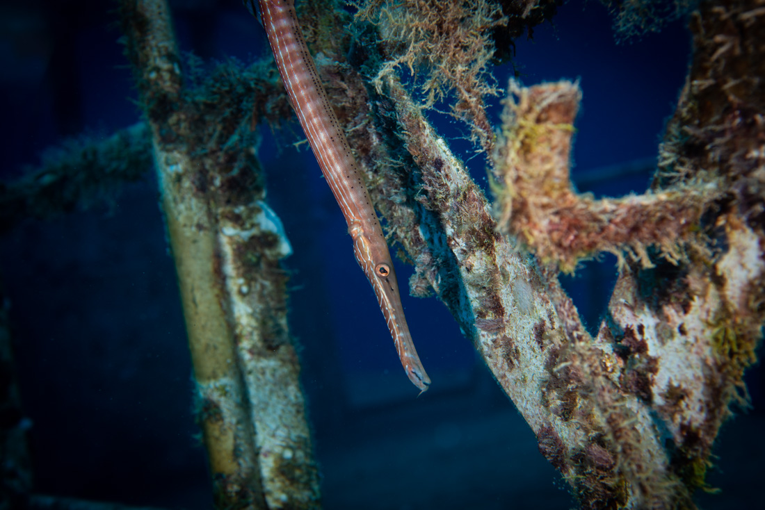  Trumpetfish 