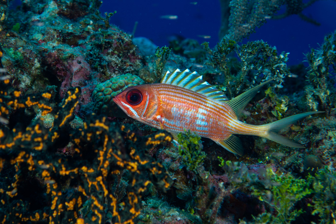  Longspine Squirrelfish 