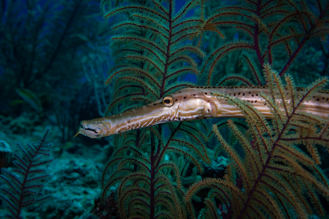  Trumpetfish 