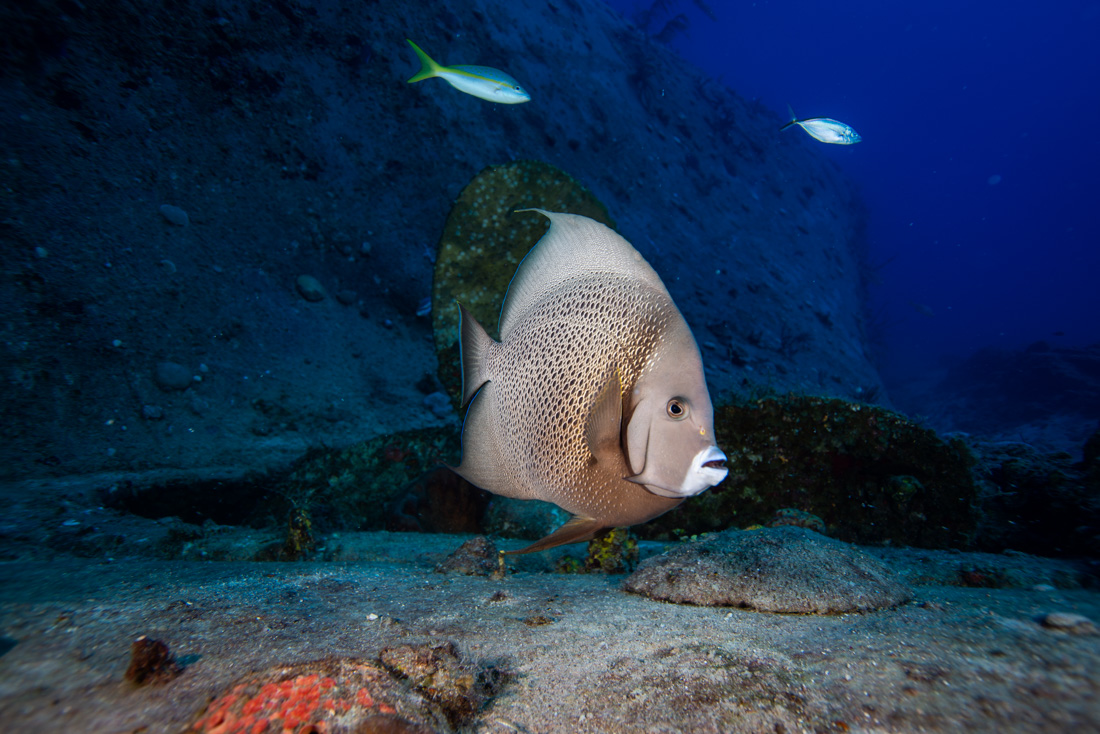  Gray Angelfish 