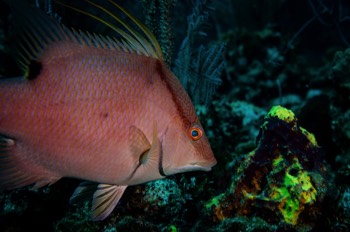  Hogfish 