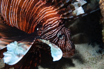  Lionfish 