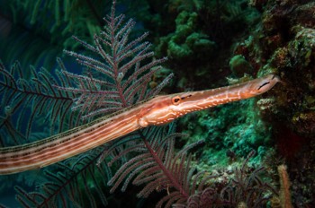  Trumpetfish 