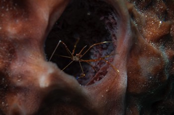  Yellowline Arrow Crab 