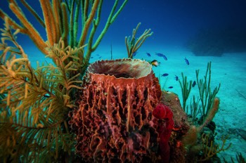  Giant Barrel Sponge 