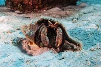  Stareye Hermit Crab 