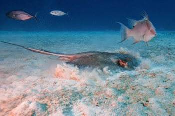  Caribbean Whiptail Stingray 