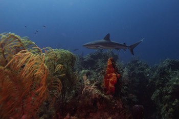 Caribbean Reef Shark 