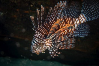  Lionfish 