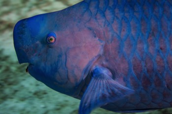  Blue Parrotfish 