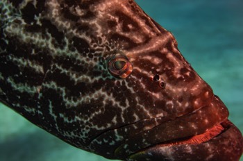  Goliath Grouper 