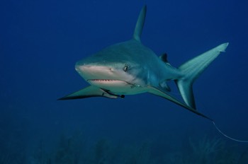  Caribbean Reef Shark 