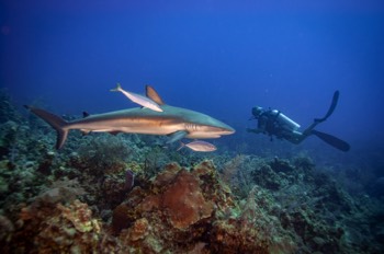  Caribbean Reef Shark 