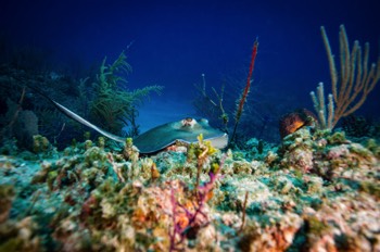  Caribbean Whiptail Stingray 