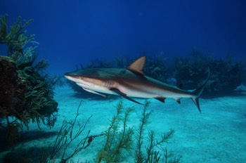  Caribbean Reef Shark 