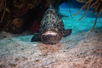  Goliath Grouper 