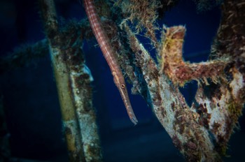  Trumpetfish 