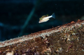  Sharpnose Puffer 