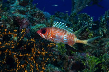  Longspine Squirrelfish 