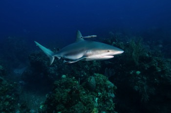  Caribbean Reef Shark 