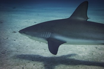  Caribbean Reef Shark 