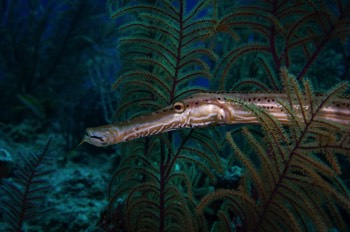  Trumpetfish 