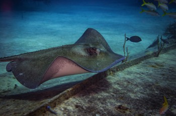  Southern Stingray 