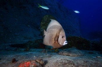  Gray Angelfish 