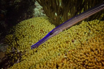  Trumpetfish 