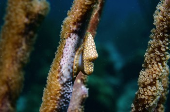  Flamingo Tongue 