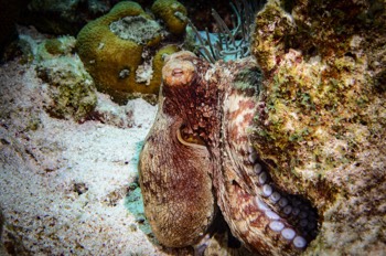  Common Octopus 