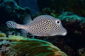  Spotted Trunkfish 