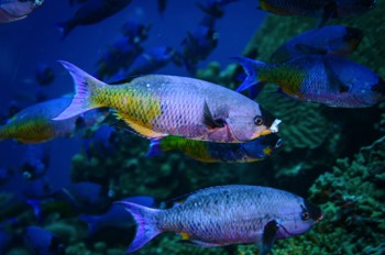  Creole Wrasse 