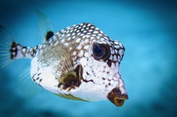  Smooth Trunkfish 