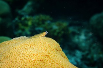  Peppermint Goby 