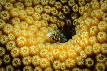  Spinyhead Blenny 