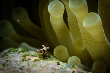  Squat Anemone Shrimp 