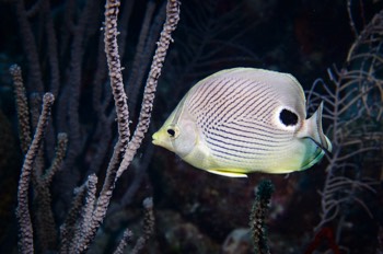  Foureye Butterflyfish 